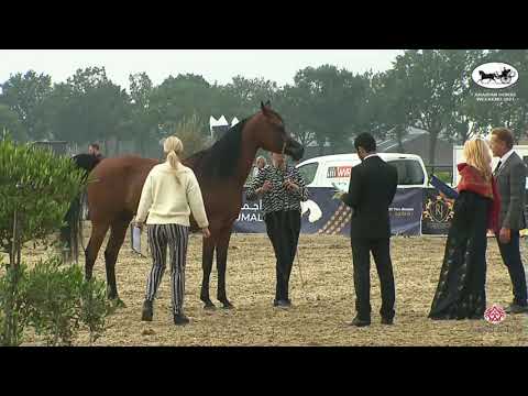 N 106 F&M YAMEENA   Arabian Horse Weekend 2021   International