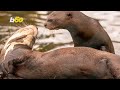 Potential Otter Meet-Cute Documented at Chester Zoo in England