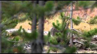 Yellowstone Grizzly 9 26 2015