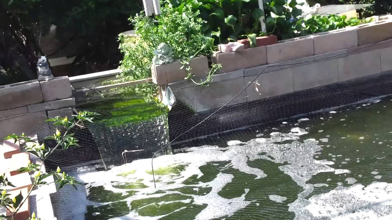 4600 Gallon Koi Pond Pump YouTube