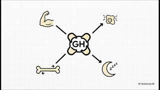 Hormonas, crecimiento y diferenciación sexual | Desarrollo hormonal humano - Psicobiología
