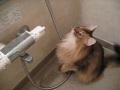 somali cat vs water drops in bath room. の動画、YouTube動画。