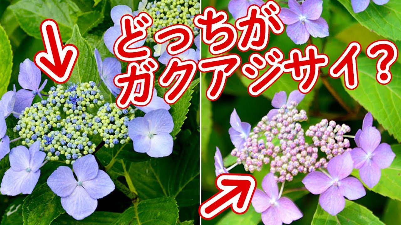 Which One Is Larger? How to Distinguish Between Lacecap and