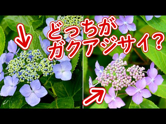 Which One Is Larger? How to Distinguish Between Lacecap and