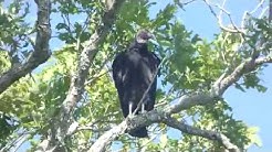 Black vulture in tree near cabin, 4 Jun 2019