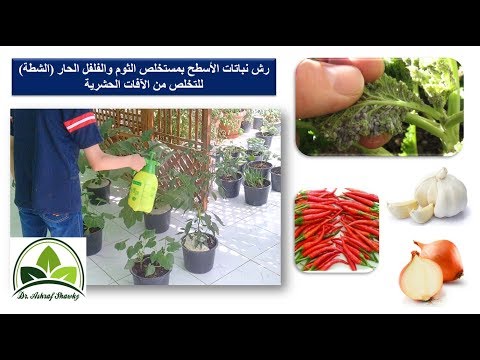 فيديو: ردع آفات البعوض - كيفية السيطرة على البعوض بالنباتات