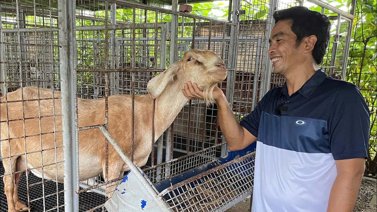 ⁣GOAT DAIRY FARM TOUR: TAMANG SISTEMA, SIGURADO KIKITA