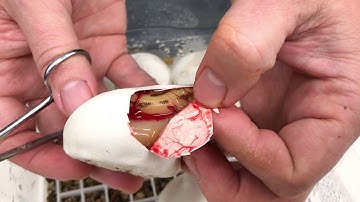 2018 Ball Pythons #5  Boo!  I