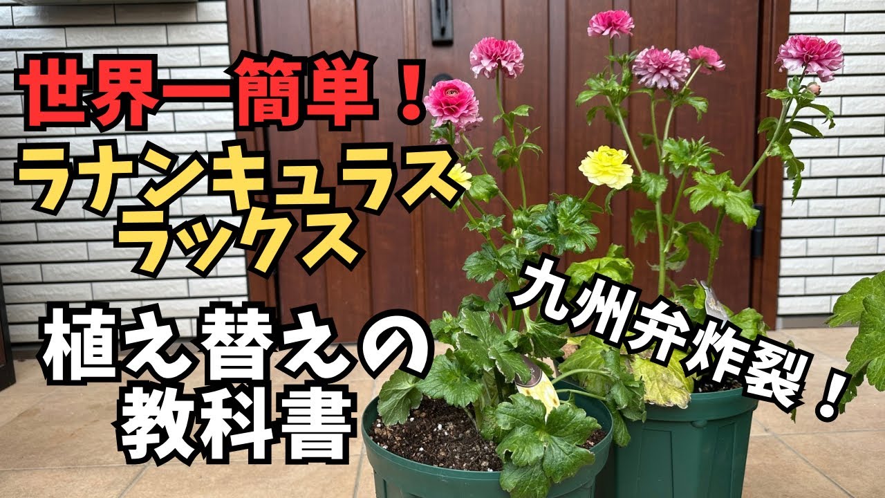 簡単】買ってきてラナンキュラスラックスの植え替え方法