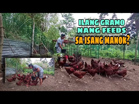 Video: Dapat Ka Bang Bumili Ng Alagang Hayop Mula Sa Merkado Ng Manok?