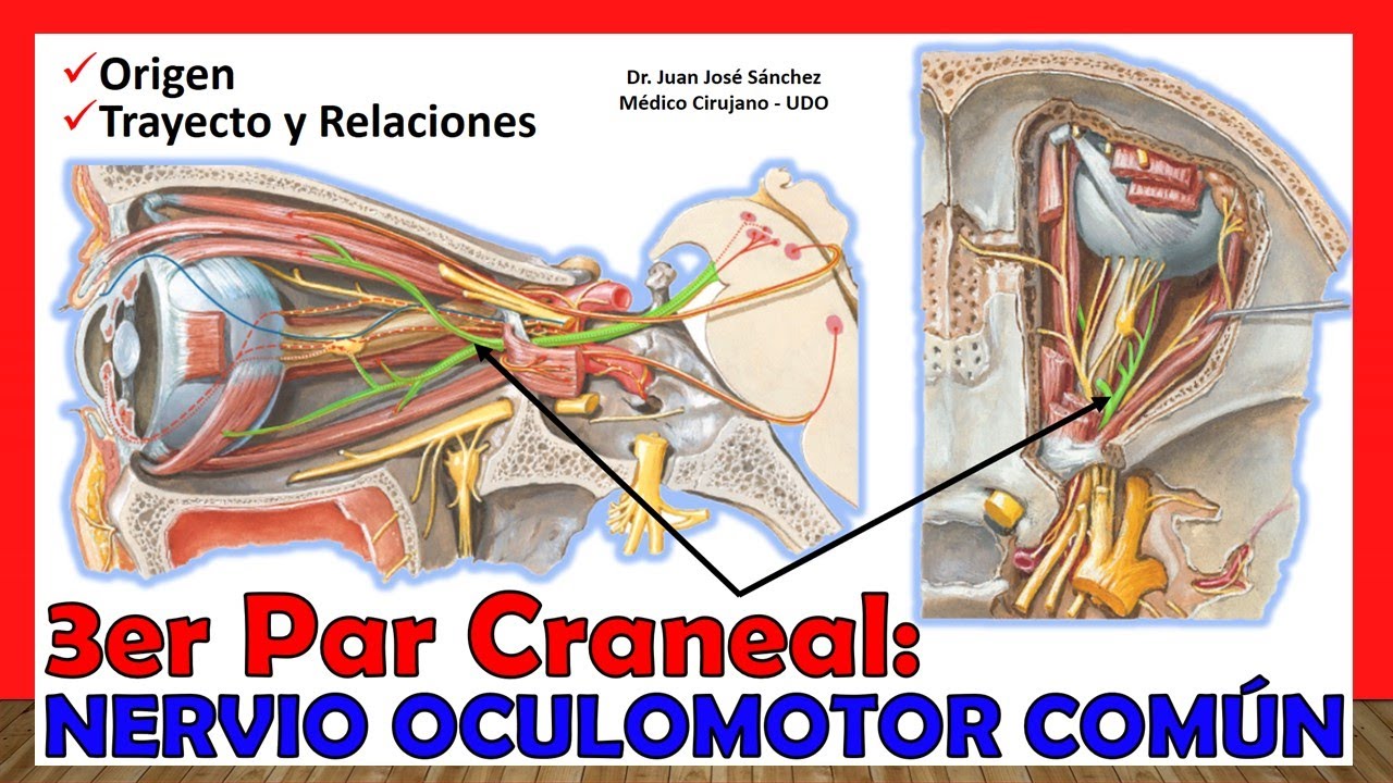 🥇 3er Par Craneal - NERVIO OCULOMOTOR COMÚN. ¡Explicación Fácil y