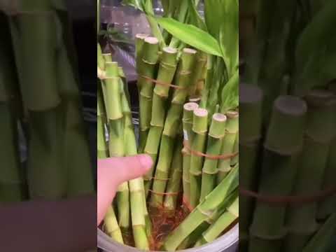 Video: Varitas de agua para plantas - Cómo usar una varita de riego en el jardín