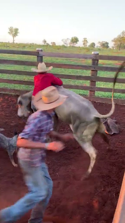 Peão de Verdade Pega Boi na Unha #shorts #cowboy #rodeio #pecuaria #peao  #agro #pecuariabrasil