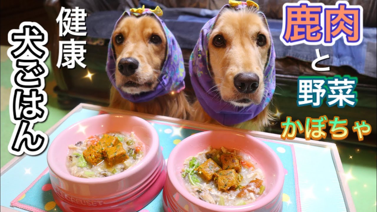 犬 ごはん 鹿肉とかぼちゃ Asmr 咀嚼音 手作り食 Youtube