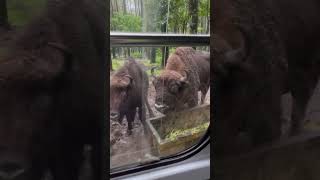 Bison Afrika prigen animals tamansafariprigen tamansafaripasuruan zoo taman