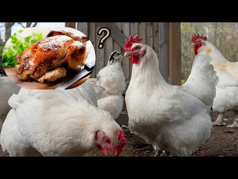 Vídeo: Bresse, França e o melhor frango do mundo