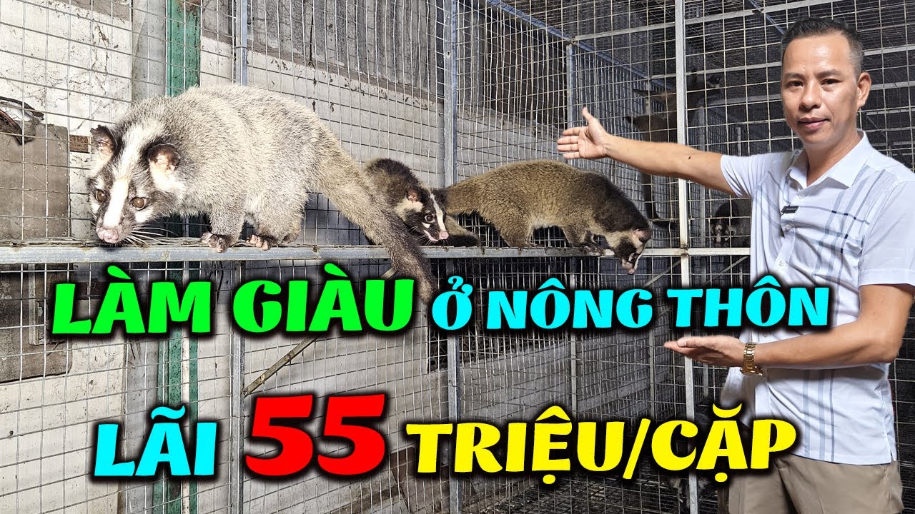 Tìm hiểu Đặc điểm, Cách Chăn Nuôi Con Chồn Mốc tại Đồng Nai cho Lãi Cao ...