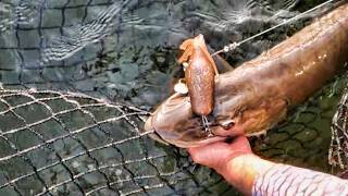 MUSKY FISHING EAGLE LAKE OPENER!! - Early Summer Muskies in the Weeds