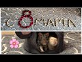 С 8 марта! Мурочка, Нафаня и Степашка поздравляют подписчиц 🌸 #крысы #rats #праздник #8марта 
