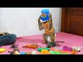 Try Not To Laugh! 😂 Adorable Monkey Dodo Wearing a Basket Hat!