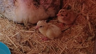 فقس البيض وخرج الفراخ لاول مره؟شي رائع وممتع ؟Baby chicks .Hatching eggs