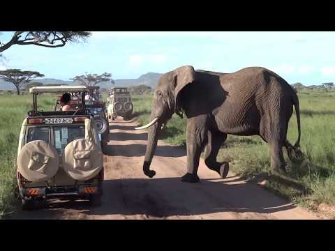 Video: Národní park Kruger: Kompletní průvodce