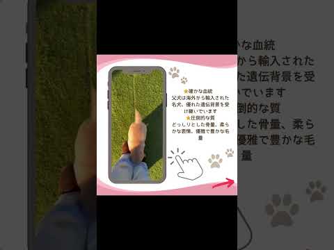 可愛い♡わんこ紹介♪ #子犬 #大型犬 #ゴールデンレトリバー子犬 #ブリーダーナビ