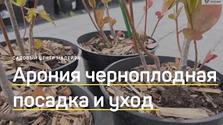 АРОНИЯ ЧЕРНОПЛОДНАЯ особенности растения, посадка, уход. Почему не плодоносит АРОНИЯ?