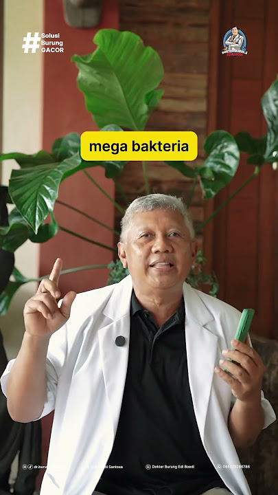 TIPS JITU MENGATASI NYILET PADA MURAI BATU #dokterburung #ediboedisantosa #muraibatu #murainyilet