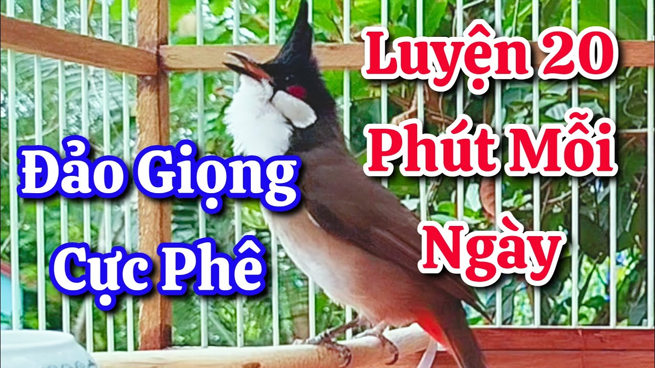 chào mào hót sáng kích bổi - luyện giọng hay ép bổi sổ bọng và căng lửa - chào mào hót đấu