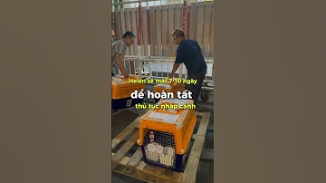 LÀM SAO ĐỂ GỬI THÚ CƯNG VỀ VN #gửithúcưngđinướcngoài #pets #vậnchuyểnthúcưng #cat #funny