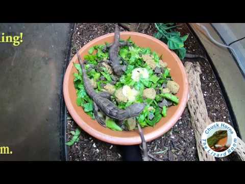 to escape or avoid Feeding Frenzy Timelapse!