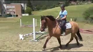 Ronny Von Red Horse - Schottisches Highland Pony