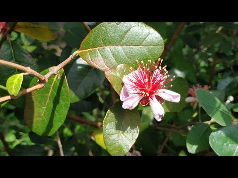 Video: Wat Is Het Nut Van Feijoa