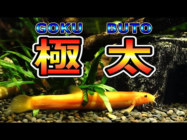 Golden Dojo Loach] It's been over half a year since I started