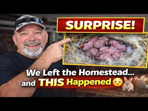 We Left The Homestead… and Came Home to New Baby Bunnies! #HomesteadLife #BabyBunnies #CuteAnimals
