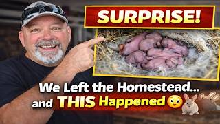 We Left The Homestead… and Came Home to New Baby Bunnies! #HomesteadLife #BabyBunnies #CuteAnimals