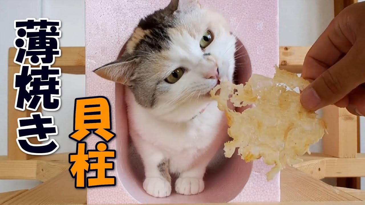 可愛い画像 The cat enjoying a thin scallop snack
