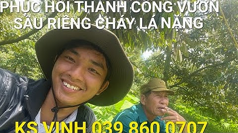 KS VINH_ PHỤC HỒI THÀNH CÔNG VƯỜN SẦU RIÊNG BỊ CHÁY LÁ, RỤNG LÁ NẶNG TẠI VĨNH LONG_ 039 860 0707