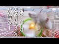 見よ！アクロバティックな 動きで魅了する ハムスター（笑）