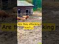 Will these farm dogs actually hurt the baby cow?😱
