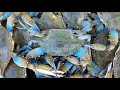 Maryland Blue Crabs . Trotline Crabbing Giant Heavy Blue Crabs In The Chesapeake Bay .