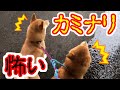柴犬と散歩中に突然カミナリが！ 白柴のシロちゃんと一緒に雨宿り