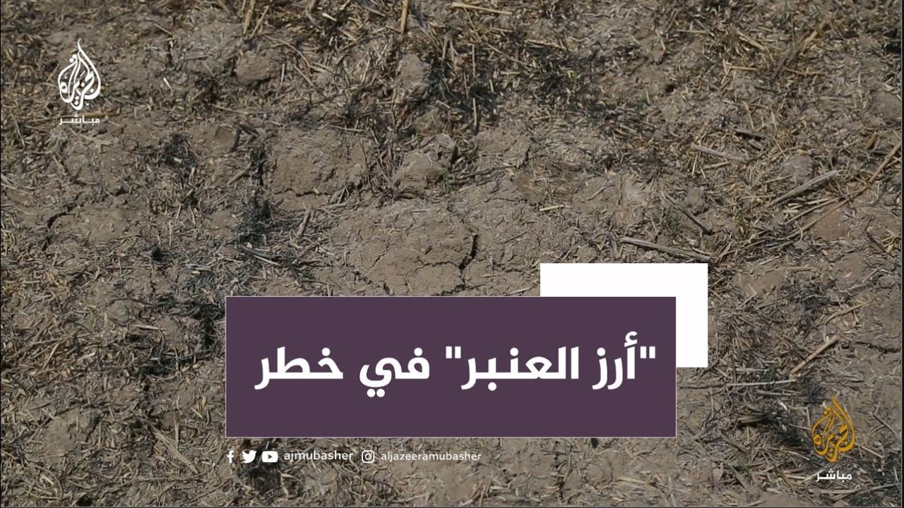 "ماكو زرع".. الجفاف يهدد أرز العنبر العراقي الشهير