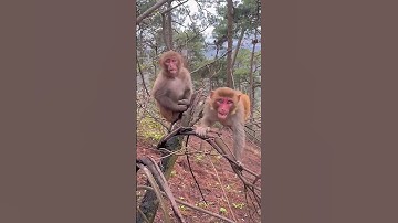 monkeys amazing video and climbing to tree #shorts#viral#unitedstates#jodhpur#viralshorts#monkeys