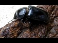 国産オオクワガタ　阿古谷産 累代飼育F6　♂80mm　♀51mm