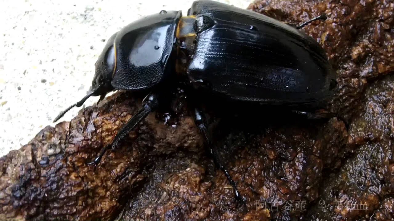 【 大切に飼育してね❗️ 国産 オオクワガタ 成虫 阿古谷産 累代CB 】 国産オオクワガタ(兵庫県産) 兵庫県 阿古谷産 ペア（累代S-ako血統CB