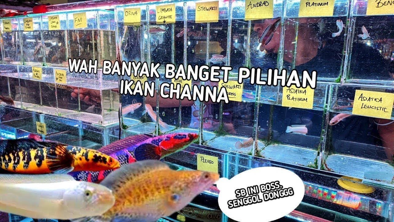 PARAH BANGET PILIHAN IKAN CHANNA BANYAK. DI LAPAK BANG FADIL DI PASAR IKAN HIAS JATINEGARA