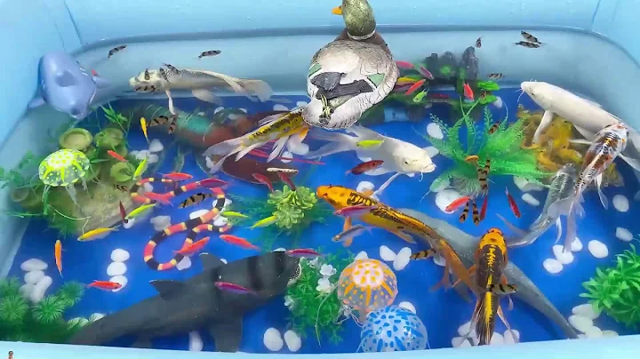 Let's explore what fish and sea creatures there are:sharks,jellyfish#goldfish#animals#viral videos