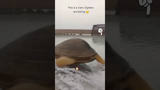 they can select their sex#interestinganimalfacts... #Shorts #store.curiosity